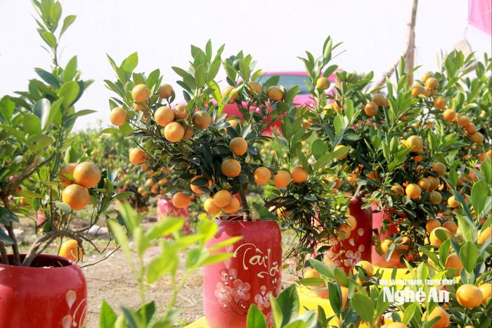 Quất bonsai là mặt hàng được đưa về sớm nhất, với nhiều kiểu dáng bắt mắt, được đặt sẵn trong bình gốm, thu hút sự chú ý của khách hàng. Ảnh: Q.A