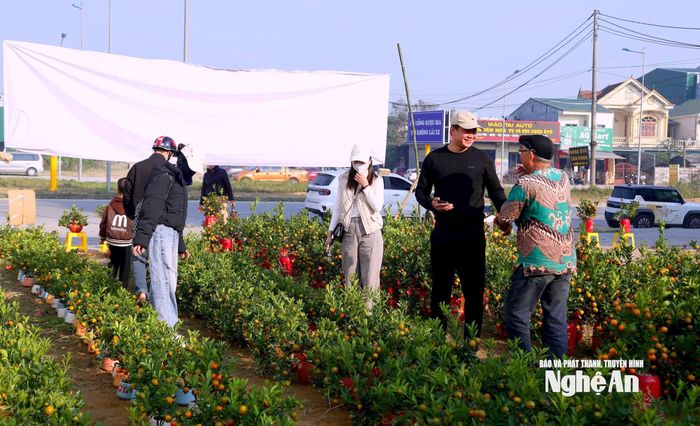Nhiều người dân đã tranh thủ mua quất sớm. Chị Nguyễn Thị Nga, phường Vinh Phú chia sẻ: Năm nay kinh tế khó khăn hơn, nên tôi lựa chọn những cây cảnh vừa tiền để chơi Tết. Loại quất cảnh này để trang trí bàn làm việc, bàn ăn rất hợp lý mà giá cũng phải chăng. Ảnh: Q.A