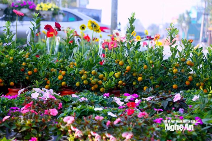 Dự kiến trong những ngày tới, những cây cảnh chưng Tết khác như đào, mai sẽ đổ về với số lượng lớn để phục vụ người dân vui Tết, đón Xuân. Ảnh: Q.A