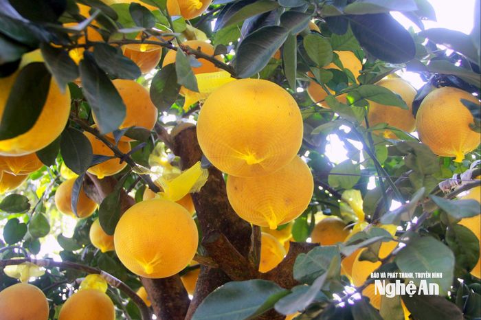 Trong dịp Tết Nguyên đán, bưởi Diễn tượng trưng cho sự sung túc, đủ đầy và tài lộc. Quả bưởi tròn, vỏ vàng óng mang ý nghĩa viên mãn, may mắn; hương thơm dịu, vị ngọt hậu được quan niệm là đem lại phúc khí, khởi đầu năm mới hanh thông, ấm no cho gia đình. Ảnh: Q.A