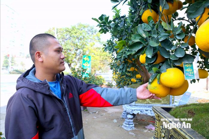 Được biết, bưởi Diễn có nhiều phân khúc, cỡ nhỏ có giá từ 3 - 5 triệu đồng, loại trung bình có giá từ 10 - 15 triệu đồng/cây. Ảnh: Q.A