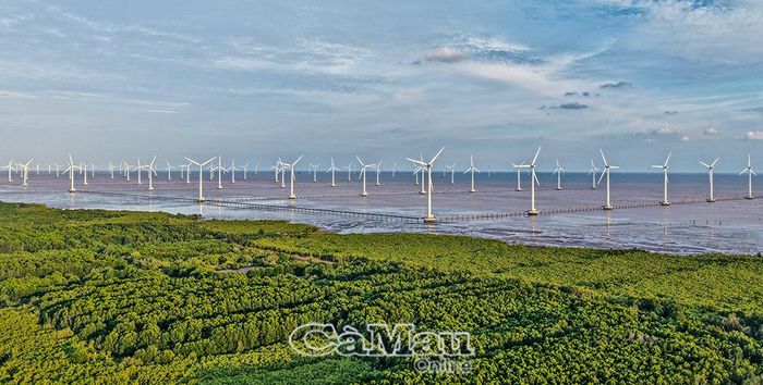 Cà Mau phát triển kinh tế biển gắn với bảo vệ đa dạng hệ sinh thái rừng ngập, thích ứng biến đổi khí hậu.