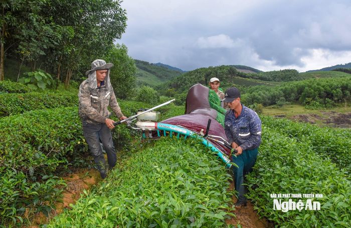 Bà con nông dân xã Sơn Lâm thu hoạch chè nguyên liệu. Ảnh: Công Kiên