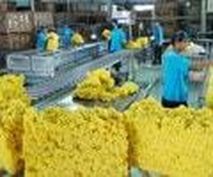 Dù ngắn hạn chịu áp lực giảm, nguồn cung cao su toàn cầu năm 2025 vẫn được dự báo có thể thấp hơn nhu cầu tiêu thụ.