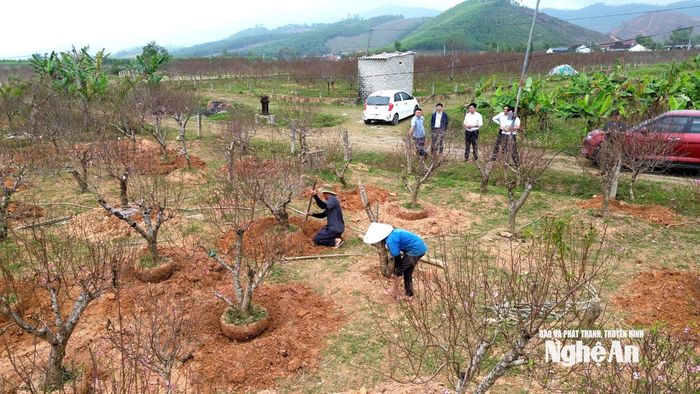 Tại xã Quang Đồng, vào đầu tháng Chạp đã nhộn nhịp thị trường đào Tết . Ảnh: Xuân Hoàng
