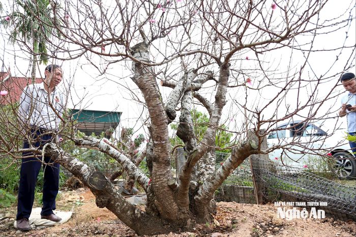 Gốc đào thế của gia đình ông Chu Văn Thái đã được khách đặt cọc 18 triệu đồng. Ảnh: Xuân Hoàng