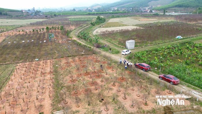 Nghề trồng đào Tết ở các địa phương trên địa bàn Nghệ An mang lại nguồn thu nhập đáng kể cho người dân vào dịp cuối năm. Ảnh: Xuân Hoàng