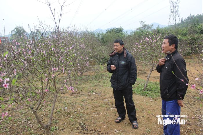Làng đào xã Đại Huệ dịp này cũng được khách hàng đến tham quan, tìm mua sớm. Ảnh: Quang An