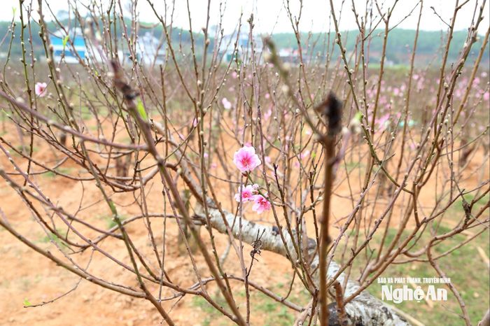 Giống đào phai kép được trồng nhiều ở các làng đào trong tỉnh. Ảnh: Xuân Hoàng