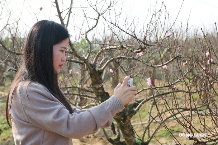 Khách đến tham quan và tìm hiểu dịch vụ cho thuê đào chơi Tết. Ảnh Kim Long