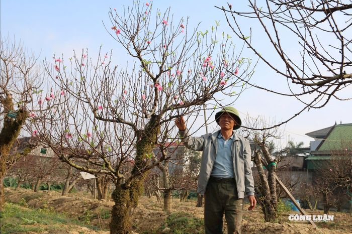 Nhờ có kinh nghiệm tích lũy lâu năm, anh Hoàn đã nhận chăm sóc và cho thuê đào thế cổ thụ để chơi Tết. Ảnh Kim Long