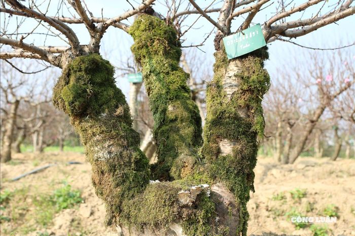 Nhiều cây đào trong vườn đã có khách đặt hàng, mỗi cây được “đánh dấu” bằng số điện thoại của người thuê. Ảnh Kim Long