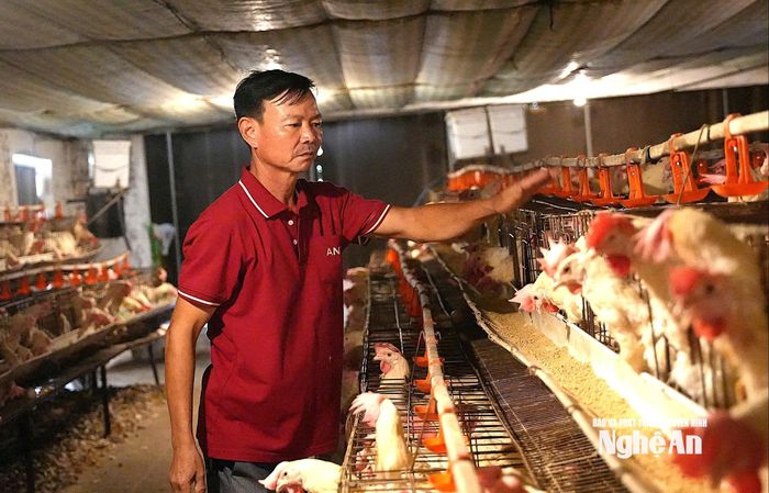 Mô hình chăn nuôi tuần hoàn của nông dân Việt Nam xuất sắc Trần Xuân Sơn, xã Nghĩa Hưng. Ảnh: T.P