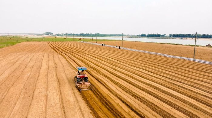 Triển khai mô hình trồng đậu phụng hữu cơ tại xã Đại Lộc. Ảnh: XUÂN ĐÔNG