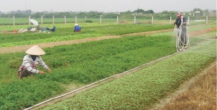  Nhiều cơ hội sinh kế mới được mở ra. Ảnh: Hoàng Thế 