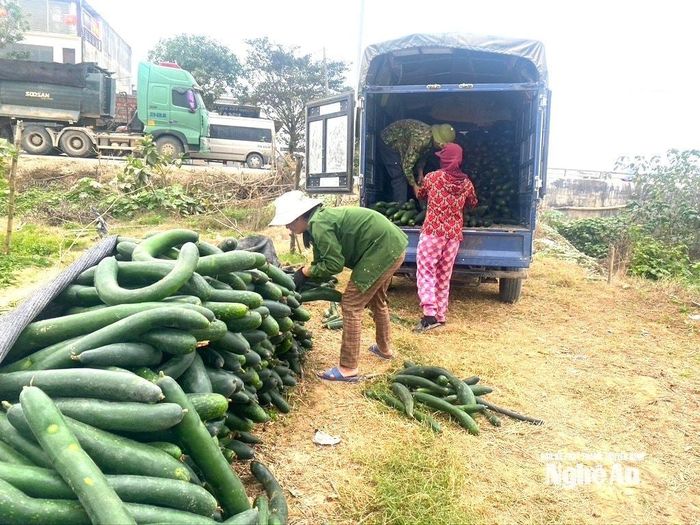 Tư thương đến tận vườn để thu mua bí. Ảnh: Văn Trường