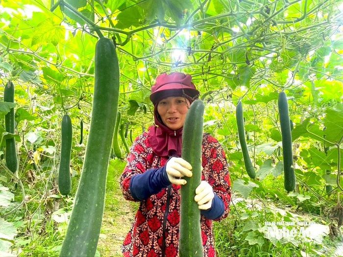 Bí xanh trồng trên đất xã Lương Sơn được mùa, được giá nông dân phấn khởi. Ảnh: Văn Trường