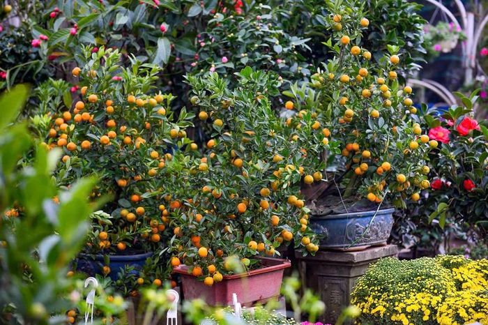 Quất bonsai là một trong những loài cây có mặt ở các tuyến phố từ rất sớm...