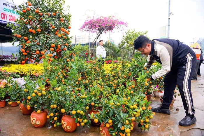 ... và luôn được nhiều khách hàng tìm đến trong dịp tết cổ truyền.