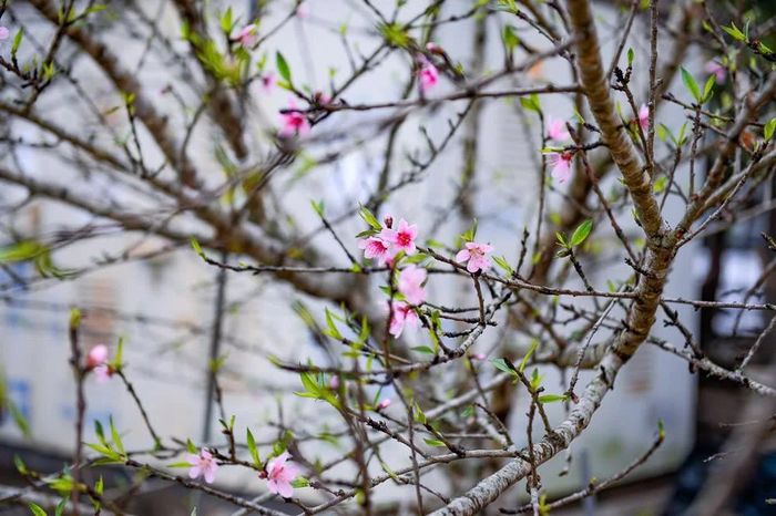 Dù mới đầu tháng Chạp, nhưng nhiều cây đào rừng cũng đã được các tiểu thương đem về phố đón tết sớm.