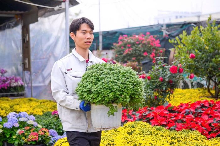 Các loài hoa tết ở đây được các tiểu thương nhập về từ nhiều tỉnh, thành khác nhau như: Đà Lạt, Hưng Yên, Lạng Sơn, Lào Cai...