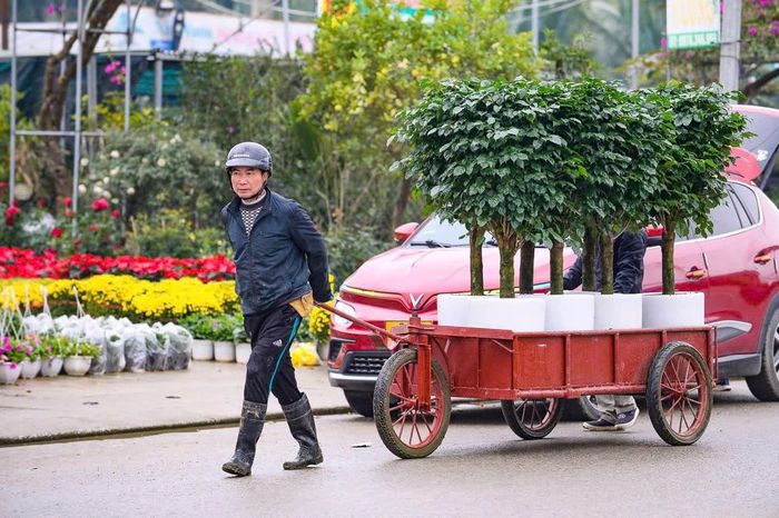 Theo anh Khuê, những năm trước, thường khoảng mùng 10 tháng Chạp khách mới tìm đến các cửa hàng để mua hoa, cây cảnh về chơi tết, nhưng năm nay, từ giữa tháng 11 âm lịch, nhiều người đã tìm đến các của hàng để mua hoa, cây cảnh.