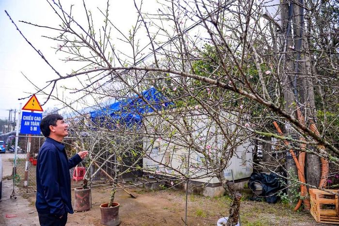 Theo các nhà vườn, mặc dù người trồng đào đã áp dụng nhiều biện pháp kỹ thuật nhằm điều chỉnh thời điểm ra hoa trùng dịp tết, song theo dự báo, hoa đào năm nay vẫn có xu hướng nở sớm hơn thường lệ.
