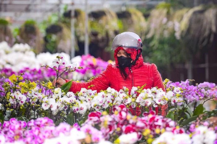 Những ngày cuối năm, dù Tết chưa chạm ngõ nhưng cảnh người mua, bán tấp nập đã làm cho không khí vui tết ở xứ Thanh thêm nhộn nhịp.