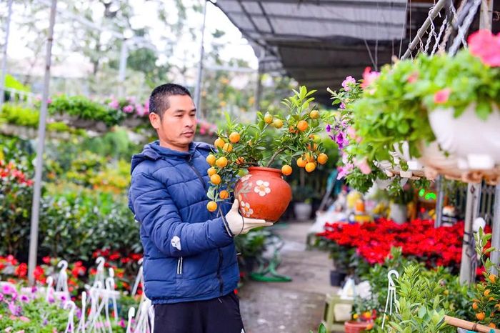 Là người có 12 năm gắn với thị trường cây cảnh, anh Trương Văn Khuê, chủ cửa hàng cây cảnh - cây phong thủy Khuê Hương, phường Hạc Thành cho biết: "Để đảm bảo nguồn cung, bắt đầu từ đầu tháng 11 âm lịch, tôi đã nhập các loài hoa, cây cảnh về cửa hàng để phục vụ Tết Bính Ngọ 2026. Do ảnh hưởng của mưa bão nên giá hoa tết năm nay cao hơn những năm trước, thị trường cũng khan hiếm hơn".