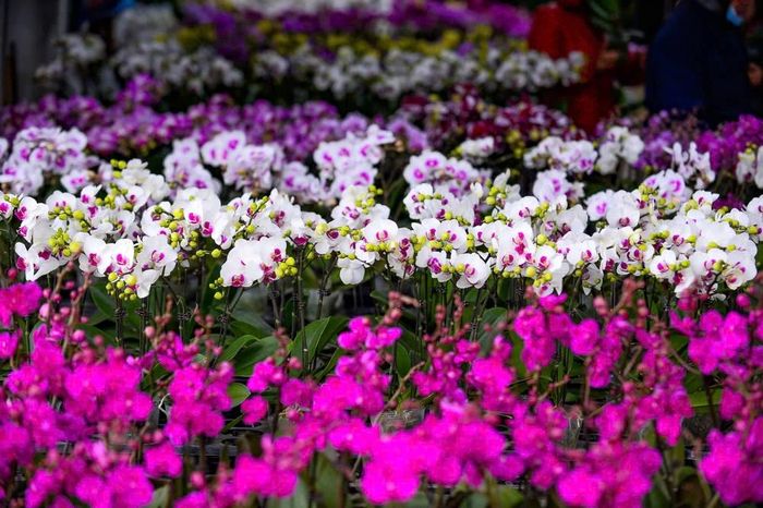 Hoa lan là một trong những thú chơi tao nhã được nhiều người dân lựa chọn vào mỗi dịp tết đến, xuân về trong nhiều năm nay.