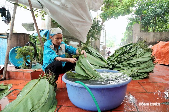 Người dân làng Tranh Khúc tất bật rửa lá để gói bánh chưng phục vụ Tết 2026.