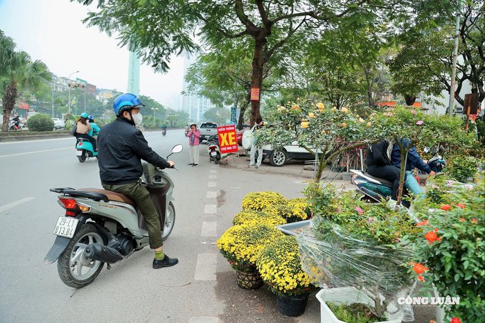 Dù đã nhập hàng từ sớm với đủ chủng loại hoa như đào, quất, ly, cúc, hồng…, nhưng lượng khách chủ yếu mới chỉ dừng lại ở mức tham khảo giá.