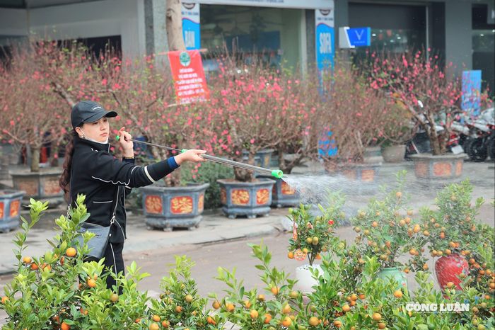 Tiểu thương tranh thủ tưới nước cho cây quất tươi xanh.