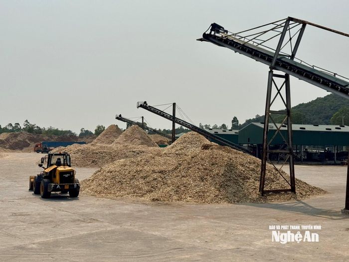 Sản phẩm gỗ dăm chế biến, sản phẩm xuất khẩu có thể mạnh của Nghệ An. Ảnh: Nguyễn Hải