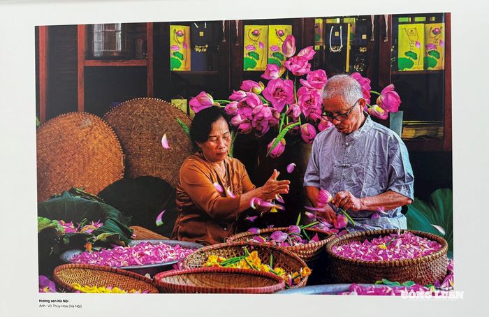 Hương Sen Hà Nội của tác giả Vũ Thúy Hòa.