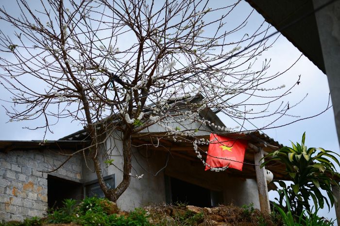 Sắc trắng của hoa mận bung nở bên hiên nhà báo hiệu mùa xuân đang đến gần, chuẩn bị đón Tết Nguyên đán Bính Ngọ 2026. Ảnh: Tuấn Anh