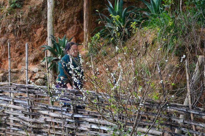 Vì thế, Chu Va mùa hoa mận không chỉ cuốn hút bởi vẻ đẹp “hoa tuyết”, mà còn bởi nhịp sống bình dị của bản vùng cao - nơi ai ghé qua cũng muốn chậm lại, ngắm hoa, hít căng mùi gió núi và giữ cho mình một khoảng bình yên. Ảnh: Tuấn Anh
