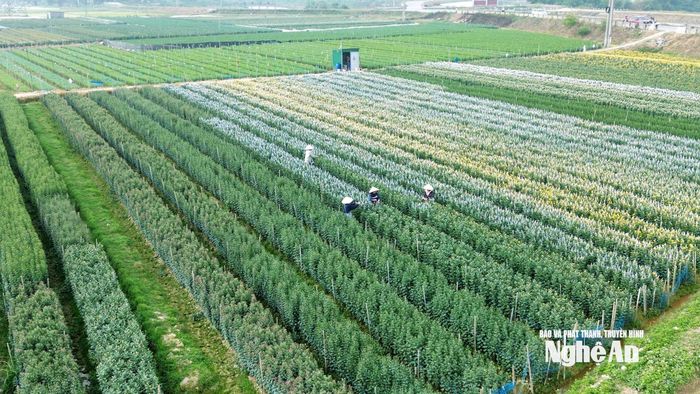 Cánh đồng hoa cúc trồng tập trung ở xã Yên Thành. Ảnh: Xuân Hoàng