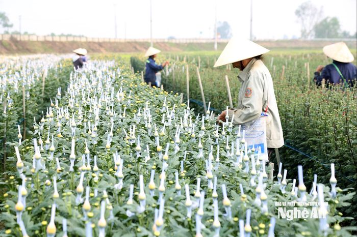 Với nghề trồng hoa đòi hỏi sự tỉ mỉ và kiên nhẫn. Ảnh: Xuân Hoàng