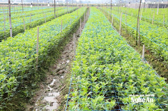 Bên cạnh những diện tích hoa cúc dự kiến bán vào dịp Tết Nguyên đán, còn có những ruộng cúc dự kiến thu hoạch vào tháng 3 năm sau. Ảnh: Xuân Hoàng