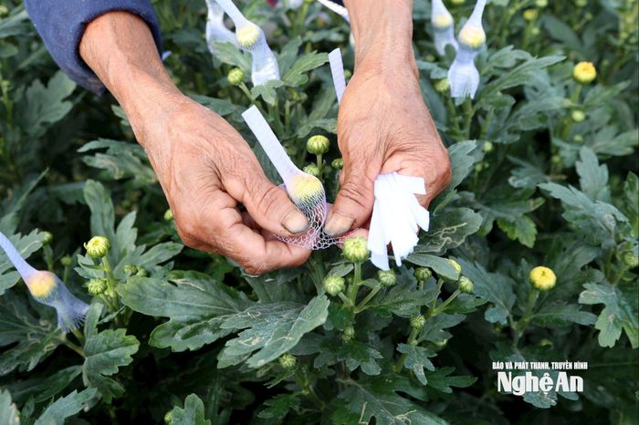 Mỗi bông hoa được bọc túi lưới cẩn thận. Ảnh: Xuân Hoàng