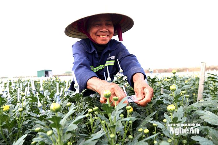 Niềm vui người trồng hoa cúc Tết. Ảnh: Xuân Hoàng