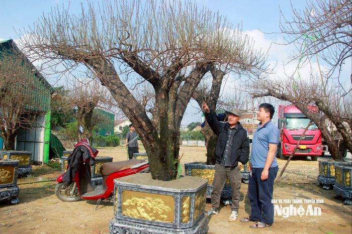 Một điểm kinh doanh đào Tết trên đường 72 mét, phường Vinh Phú. Ảnh: Q.A