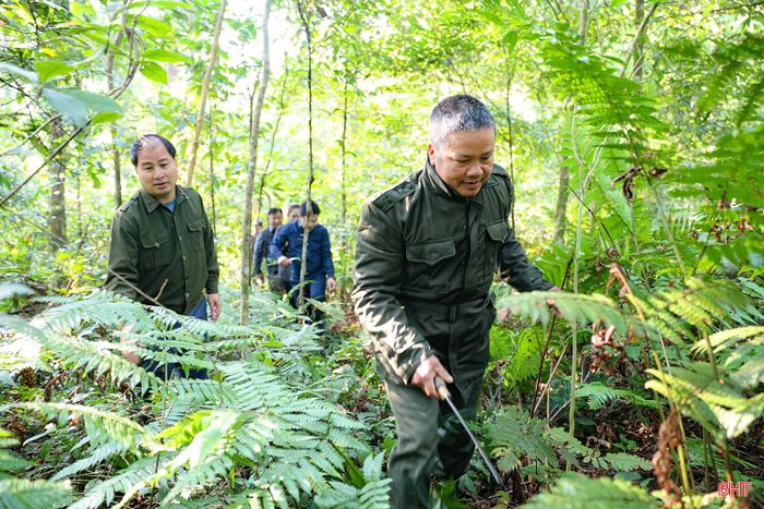 Cán bộ, nhân viên Công ty TNHH MTV Lâm nghiệp và Dịch vụ Hương Sơn kiểm tra khu vực rừng.