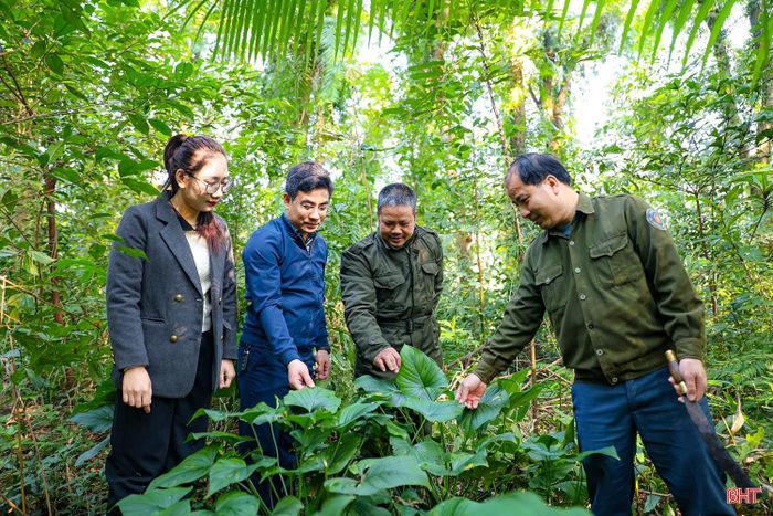 Đơn vị từng bước đa dạng hóa sinh kế: trồng dược liệu dưới tán rừng, khai thác lâm sản ngoài gỗ theo mùa, xây dựng rừng giống, khoanh nuôi tái sinh hàng ngàn héc-ta rừng...