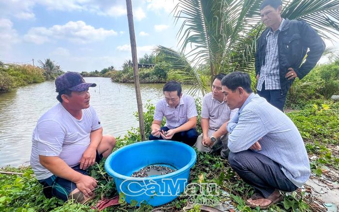 Mô hình hỗ trợ nuôi sò huyết tại ấp An Hưng phát huy hiệu quả, mở hướng giảm nghèo bền vững cho anh Nguyễn Bình Nguyên.