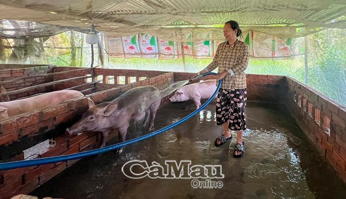 Bà Trương Ánh Mai (ấp 17, xã Nguyễn Phích) chăm sóc đàn heo giống được hỗ trợ, từng bước tạo nguồn thu nhập ổn định.