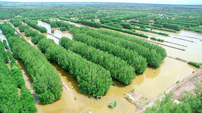 Hệ sinh thái rừng ngập mặn Cà Mau hấp thụ và “làm sạch” hơn 30 triệu tấn CO2 mỗi năm, đứng đầu cả nước và chiếm phần lớn trong tổng trữ lượng hơn 80 triệu tấn CO2 toàn quốc.