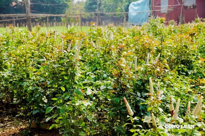 Hoa hồng được trồng nhiều, bọc giấy báo để từng nụ hoa đạt chất lượng và không nở sớm.