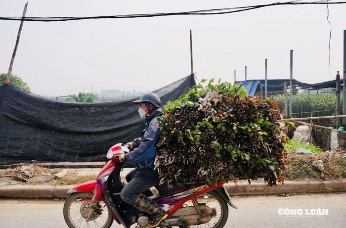Giữa cái se lạnh của những ngày cuối đông, những chuyến xe chở hoa từ Tây Tựu vẫn đều đặn lăn bánh về phía nội đô. Mỗi cành hoa xuống phố không chỉ mang theo sắc xuân rạng rỡ mà còn chở cả những giọt mồ hôi và niềm hy vọng của người nông dân về một mùa Tết no đủ, trọn vẹn.